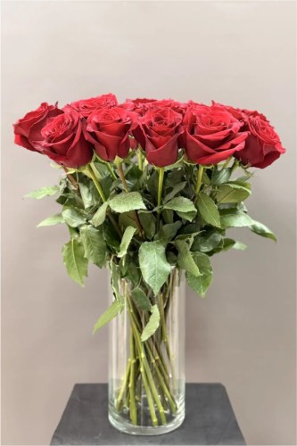 роза красная фридом
